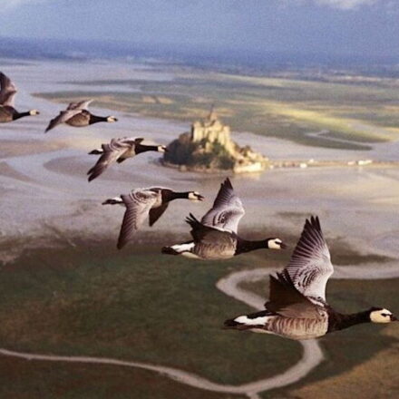 Le peuple migrateur