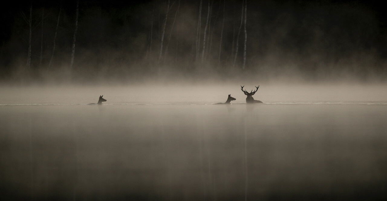 Le chant des forêts