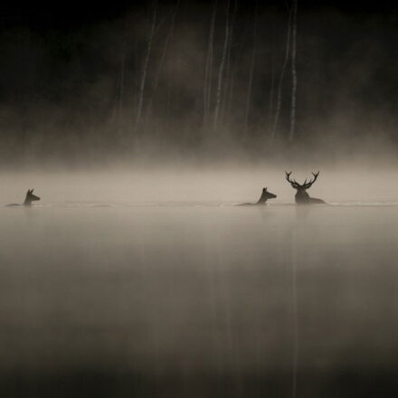 Le chant des forêts