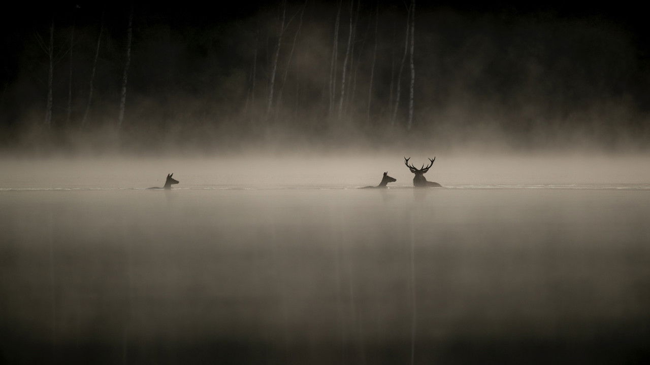 Le chant des forêts