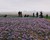 Images de l'oeuvre - Crocus sativus, fleur du bonheur 